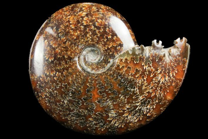 Polished, Agatized Ammonite (Cleoniceras) - Madagascar #97379